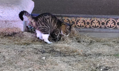社区协调给20多只流浪猫找新家