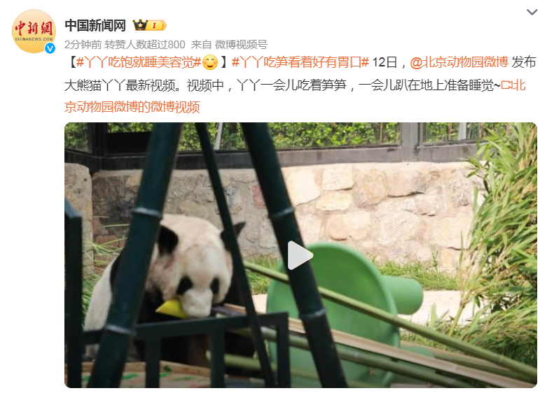丫丫吃饱就睡美容觉，这小日子也太幸福了