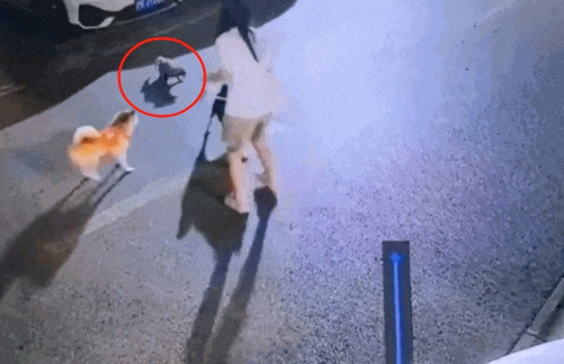 紧急提醒：别投喂！上海300个小区都发现，居民慌了…