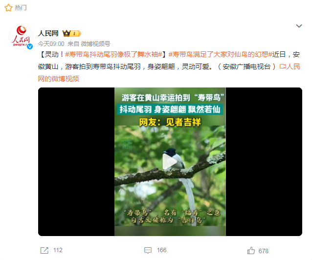 黄山仙境再现“仙鸟”身姿，寿带鸟抖动尾羽像极了舞水袖