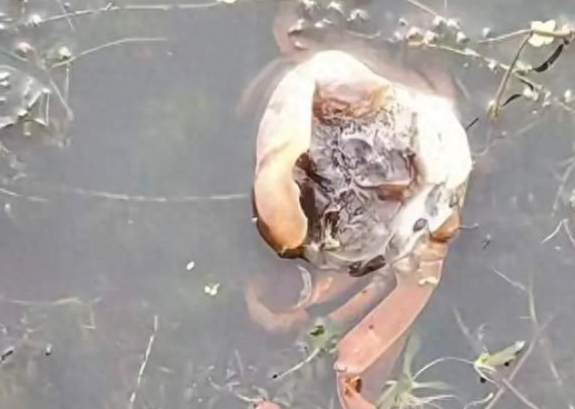 	 中秋大闸蟹要破百？水产市场：还没上市