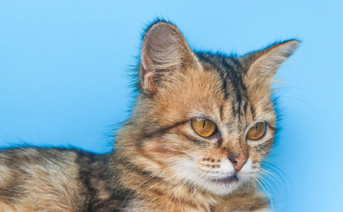 医院检验科疑现宠物猫？卫健委回应：正在查处当中