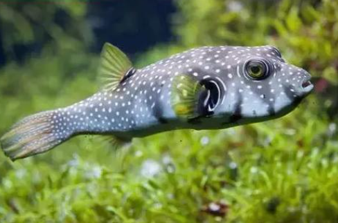 上海一男子食用“小巴鱼”后中毒