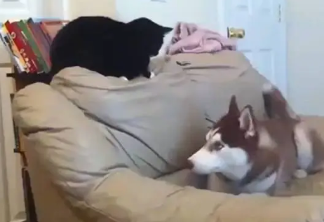 哈士奇犯二起来，连猫咪都看不惯了，直接给了二哈几耳光