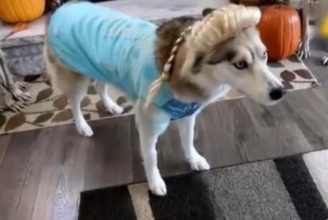哈士奇发现自己被主人穿上女装后，绝了