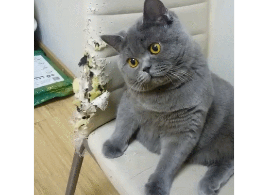 猫咪“拆家”，一租客被判赔偿房东4000元