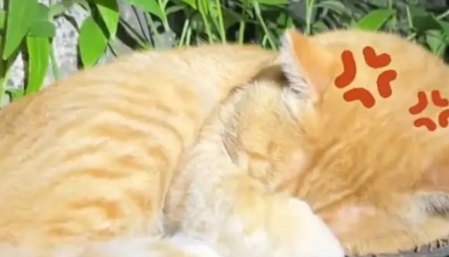 泰山猫咪一天被800个游客摸头，一脸生无可恋