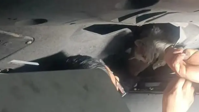 小猫被卡危在旦夕！黑龙江车主霸气喊话：拆车！