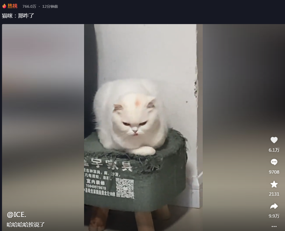 猫咪:那咋了，萌态中透露生活哲理