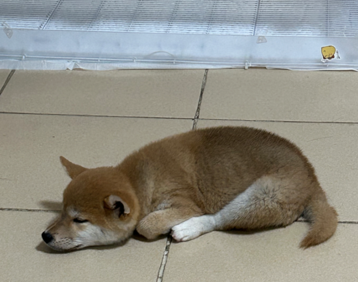 刚买到家的柴犬就病亡，专家解读如何应对“星期宠”