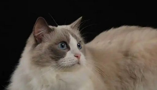 携宠租房应注意什么，邻居家养宠扰民该怎么办？