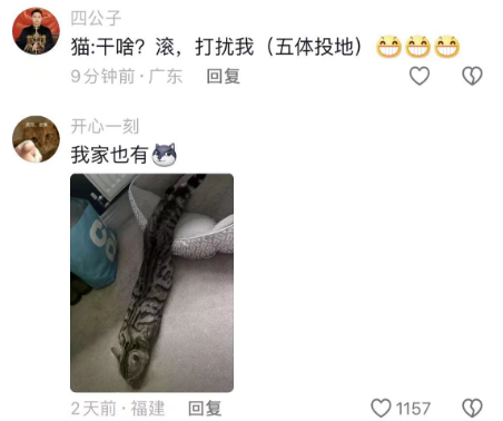 看看你们的翻肚猫，这猫有点子技术在身上