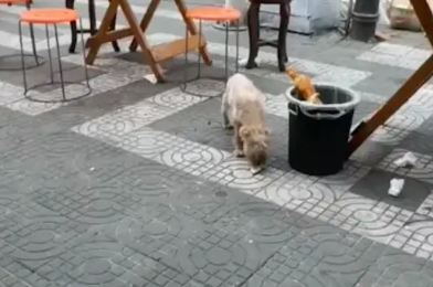 断腿流浪狗仍到店捡吃的，女生遇见果断救助