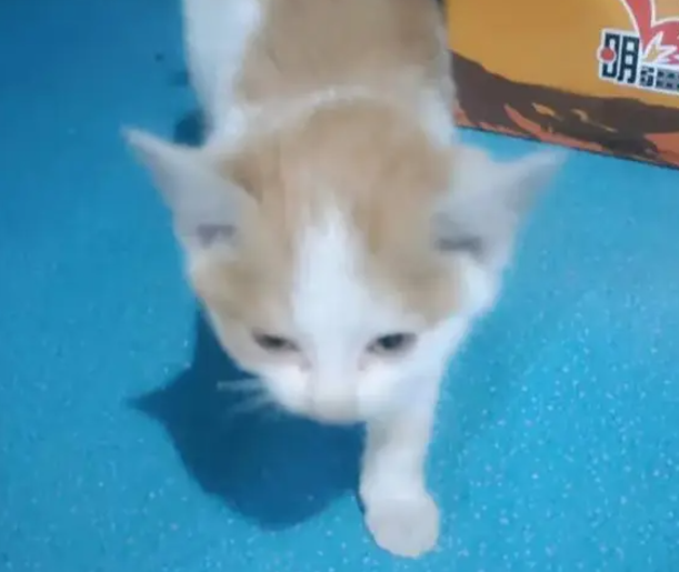 小猫被卡危在旦夕！黑龙江车主霸气喊话：拆车！