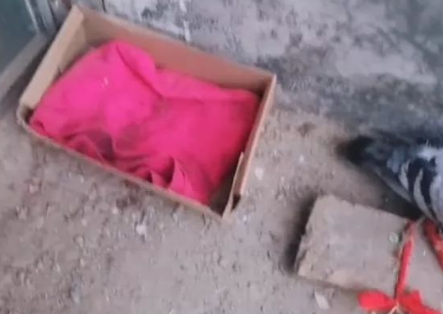 千金捡了个受伤的鸽子养着，早上上学还不放心制定个规则让我学习 