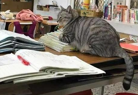 小猫咪为小主人看课本看小主人学习，画面简直不要太可爱！ 