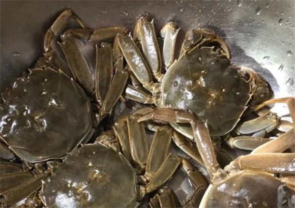 宿迁大闸蟹出口量连续18年位居全省第一