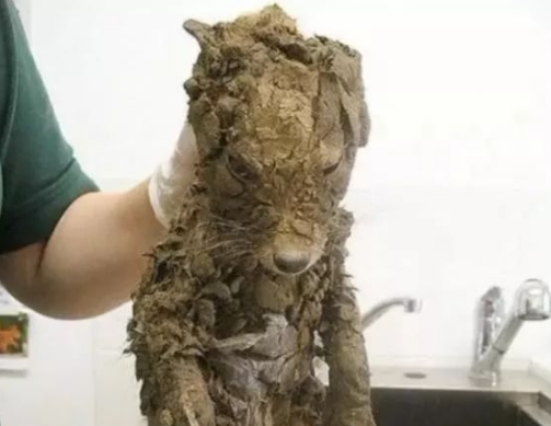 看到个流浪狗觉得可怜带回家，洗干净一看还是扔回去吧！ 