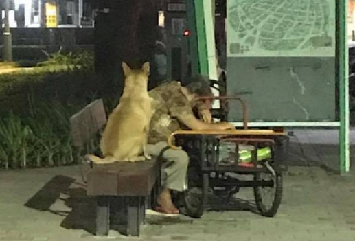 奶奶走累了在路边休息，狗狗靠在一旁样子超紧张，“阿婆你没事吧！” 