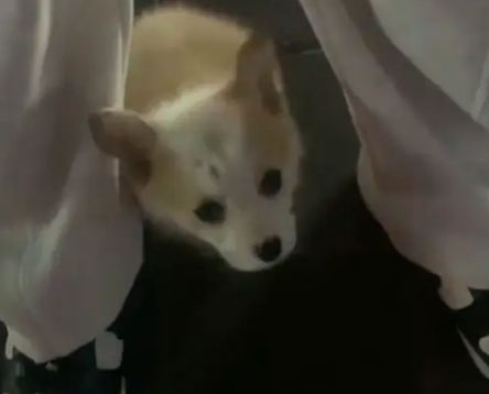 路上遇到可爱小狗，女生犹豫要不要收养，它竟主动迈出幸福一步！