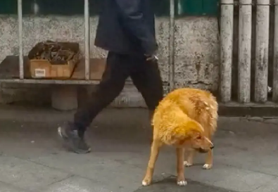 流浪狗偷吃肉摊的牛肉干，好心路人告知了老板！