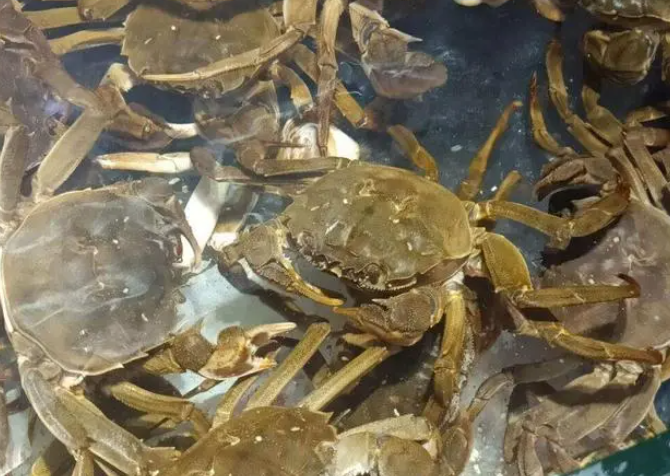 昆明市场已有大闸蟹卖阳澄湖大闸蟹预计9月底上市