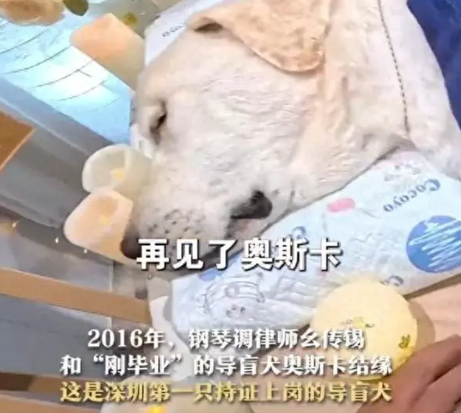 深圳第1只导盲犬奥斯卡去世，主人轻轻抚摸与它告别