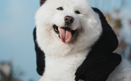 养猫狗“没意思”蜥蜴小蛇成北京青少年“新宠”