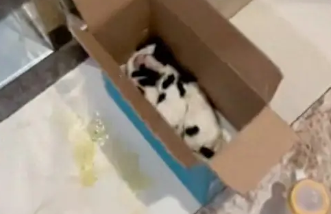 捡到三只被遗弃的小狗，女士悉心照顾到满月