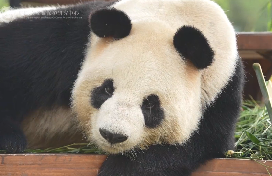 大熊猫“丽丽”病逝，现年19岁