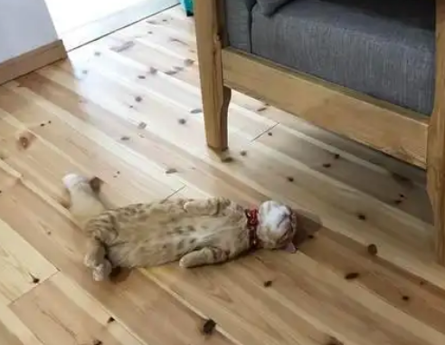 主人回家没看到猫，看到这一幕笑喷：这睡姿也是绝了