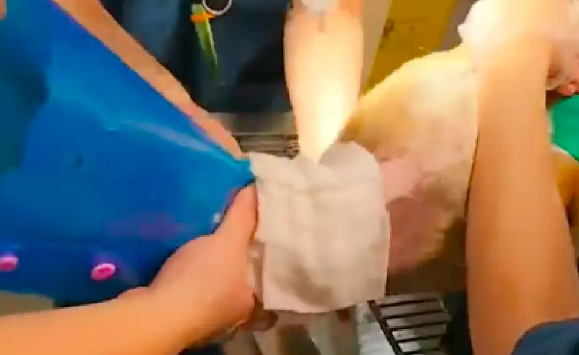 流浪狗脖上还拴着绳套，脖子一圈被勒得血肉模糊！