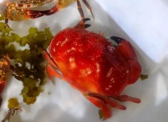 菜市场又现“毒”螃蟹？曾有人误食，专家提醒！