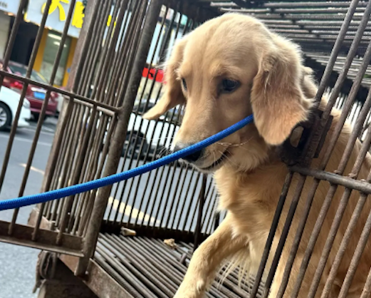 狗肉馆门前关着一只金毛，什么指令都懂好听话