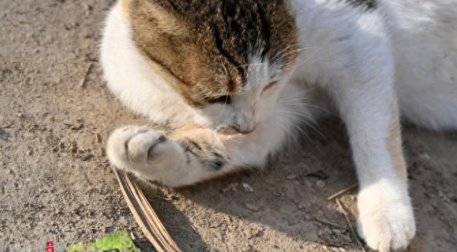 残忍！流浪猫身中10箭死亡，还有多只猫咪被射伤