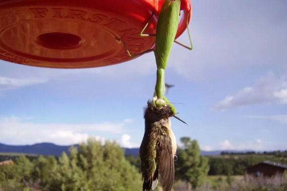 中华螳螂在北美“杀疯了”？实际情况是这样的