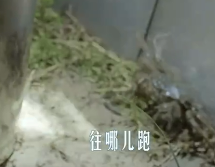 吃螃蟹咯~螃蟹结伴上岸散步当场被抓