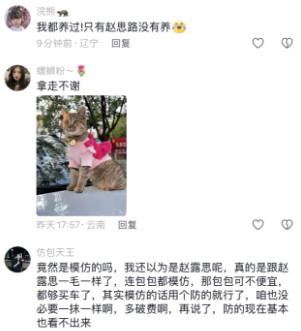 跟着赵露思秀宠物火了！手中抱着萌宠，一举一动尽显灵动气质