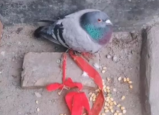 千金捡了个受伤的鸽子养着，早上上学还不放心制定个规则让我学习 