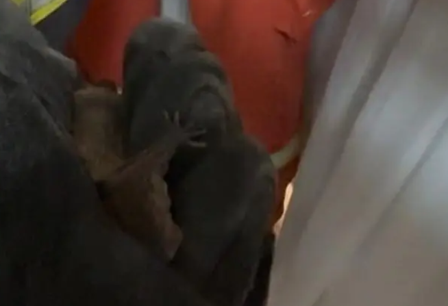 空调“失守”，“夜行者”趁机“入侵”居民家！