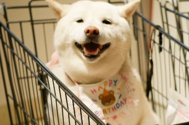 布局宠物赛道，跨界巨头能否站稳脚跟？