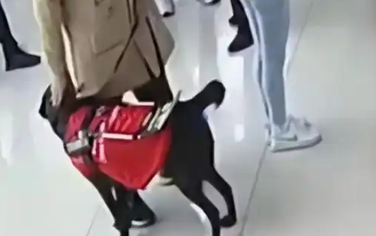 南京一男子称“带导盲犬医院看病被拦”，多方回应