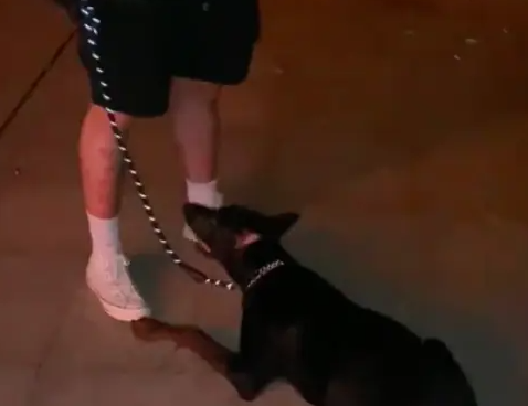 情侣俩闹分手逼问狗狗跟谁，结果它竟转头跳河了！