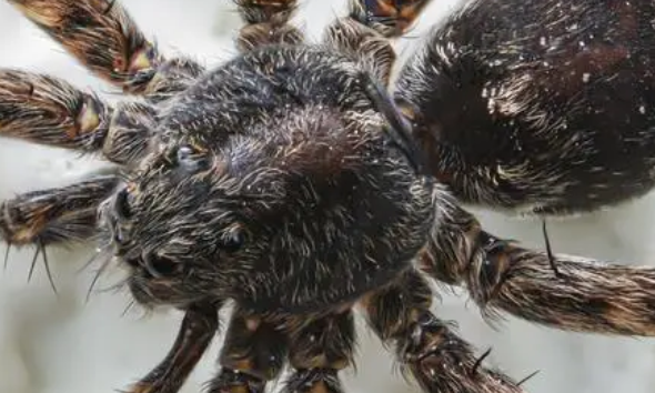 英国男子与700只狼蛛一起生活