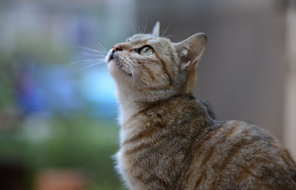 投喂流浪猫被判赔24万案宣判