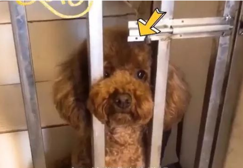 这狗在宠物店待两年只为等主人来接它，知道前因后果网友纷纷泪目 