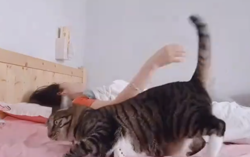 笑不活了，猫咪短暂的被爱了一下