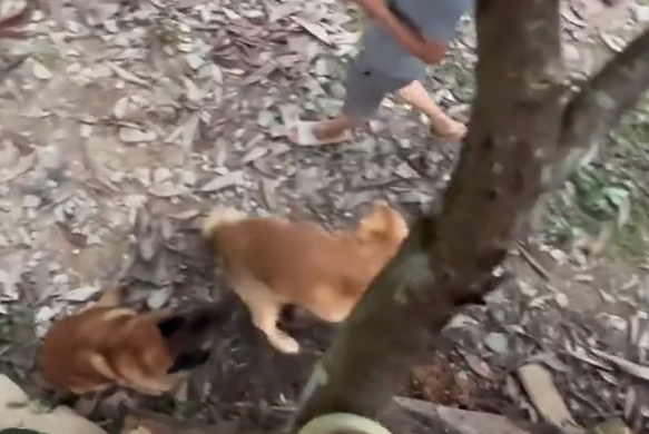 狗子比老公先找到我