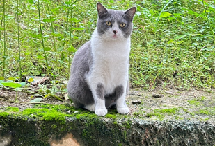 养猫狗“没意思”蜥蜴小蛇成北京青少年“新宠”