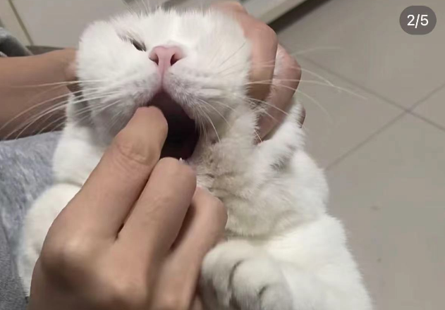 网友热议：这一招我不许养猫的人还不会！